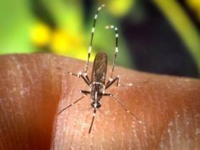 Larvizid gegen Tigermücken erhältlich