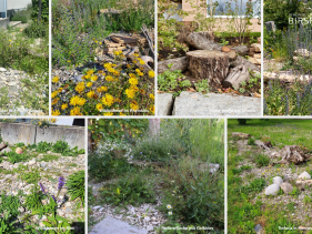 Ökologische Aufwertungen auf gemeindeeigenen Grünflächen