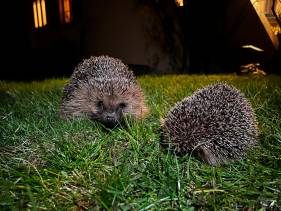 Mähroboter – Gefahr für Igel und andere Wildtiere