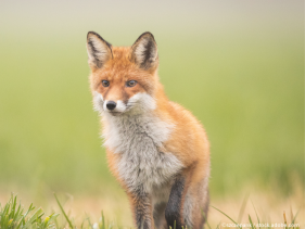 Tiere mögen unser Essen nicht